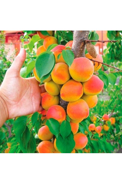 Prunus armeniaca Shedevr